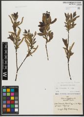 Foto von Salix triandra subsp. triandra L.